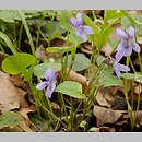 Viola reichenbachiana (fioÅ‚ek leÅ›ny)