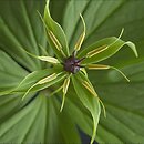 Melanthiaceae (melantkowate)