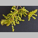 znalezisko 20020427.4b.02 - Quercus robur (dąb szypułkowy); okolice Wrocławia, Las Ratyński