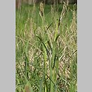znalezisko 20020429.4.02 - Carex riparia (turzyca brzegowa); dolina Odra-Oława, Siechnice, Wrocław
