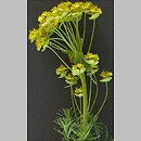 znalezisko 20020501.2.02 - Euphorbia cyparissias (wilczomlecz sosnka); Wrocław, os. Nowy Dwór, teren przy rz. Ślęza