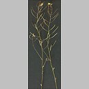 znalezisko 20020501.10.02 - Arabidopsis thaliana (rzodkiewnik pospolity); Wrocław, os. Nowy Dwór, teren przy rz. Ślęza