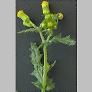 starzec zwyczajny (Senecio vulgaris)