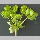 znalezisko 20020501.18.02 - Euphorbia helioscopia (wilczomlecz obrotny); Wrocław, os. Nowy Dwór, teren przy rz. Ślęza