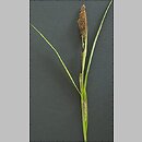 znalezisko 20020503.4b.02 - Carex acutiformis (turzyca błotna); Ratyń-Galów, k. Wrocławia