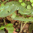 Aristolochiaceae (kokornakowate)