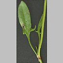 szczaw polny (Rumex acetosella)