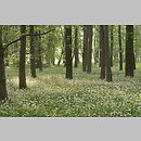 znalezisko 20020505.5.02 - Allium ursinum (czosnek niedźwiedzi); okolice Wrocławia, dolina Odra-Oława