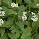 czosnek niedÅºwiedzi (Allium ursinum)