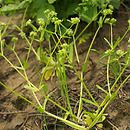 znalezisko 20020505.10.02 - Valerianella locusta (roszpunka warzywna); dolina Odry-Oławy, Siechnice