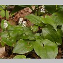 Maianthemum bifolium (konwalijka dwulistna)