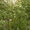znalezisko 20020512.2.02 - Carex sylvatica (turzyca leśna); dolina rz. Bystrzycy k. Wrocławia