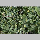 znalezisko 20020512.7.02 - Trifolium dubium (koniczyna drobnogłówkowa); dolina rz. Bystrzycy k. Wrocławia