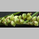 znalezisko 20020512.9.02 - Carex panicea (turzyca prosowata); dolina rz. Bystrzycy k. Wrocławia