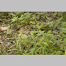 znalezisko 20020518.4.02 - Myosotis palustris ssp. laxiflora (niezapominajka błotna luźnokwiatowa); okolice Wrocławia, Siechnice