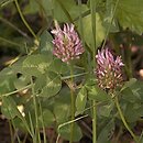 Trifolium pratense (koniczyna Å‚Ä…kowa)