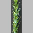 znalezisko 20020518.22.02 - Carex sylvatica (turzyca leśna); okolice Wrocławia, Siechnice