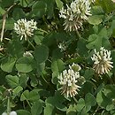 Trifolium repens (koniczyna biaÅ‚a)
