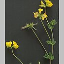 komonica zwyczajna (Lotus corniculatus)