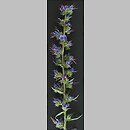 znalezisko 20020530.6.02 - Echium vulgare (żmijowiec zwyczajny); dolina Bystrzycy, las liściasty