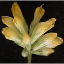znalezisko 20020530.10.02 - Trifolium dubium (koniczyna drobnogłówkowa); dolina Bystrzycy, las liściasty