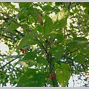 znalezisko 20020903.2.02 - Solanum dulcamara (psianka słodkogórz); okolice Kołobrzegu