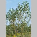 znalezisko 20020908.3.02 - Salix viminalis (wierzba wiciowa); Kołobrzeg, nieużytek