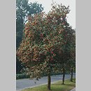 znalezisko 20020909.3.02 - Sorbus intermedia (jarząb szwedzki); Kołobrzeg, park zdrojowy