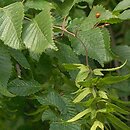 Carpinus betulus (grab pospolity)