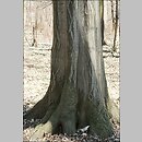 znalezisko 20030323.3.03 - Carpinus betulus (grab pospolity); Wrocław, dolina Bystrzycy