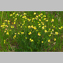 znalezisko 20030618.2.03 - Anthyllis vulneraria ssp. vulneraria (przelot pospolity typowy); Zdbice, k. Wałcza