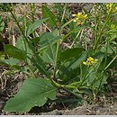 gorczyca polna (Sinapis arvensis)