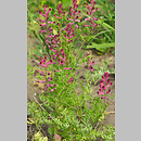znalezisko 20030618.9.03 - Fumaria officinalis ssp. officinalis (dymnica pospolita typowa); Zdbice, k. Wałcza