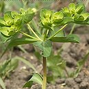 wilczomlecz obrotny (Euphorbia helioscopia)