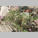 iglica pospolita (Erodium cicutarium)