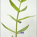znalezisko 20030622.28.03 - Scutellaria galericulata (tarczyca pospolita); Zdbice, k. Wałcza