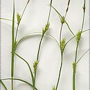 znalezisko 20030623.38.03 - Carex hirta (turzyca owłosiona); Zdbice, k. Wałcza