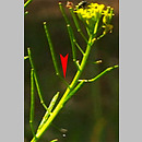 pszonak drobnokwiatowy (Erysimum cheiranthoides)