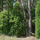 jaÅ‚owiec pospolity (Juniperus communis)