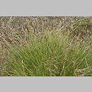 znalezisko 20030627.60.03 - Carex ovalis (turzyca zajęcza); Zdbice, k. Wałcza