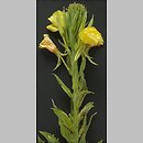 Oenothera biennis (wiesioÅ‚ek dwuletni)