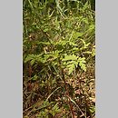 znalezisko 20030628.75.03 - Geranium robertianum (bodziszek cuchnący); Zdbice, k. Wałcza