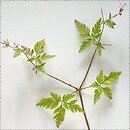 Geranium robertianum (bodziszek cuchnÄ…cy)
