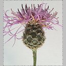 znalezisko 20030628.76.03 - Centaurea scabiosa (chaber driakiewnik); Zdbice, k. Wałcza