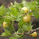 Ribes uva-crispa ssp. sativum (porzeczka agrest ogrodowa)