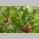 znalezisko 20030705.3.03 - Ribes uva-crispa (porzeczka agrest); Wrocław, ogródki działkowe