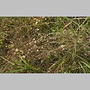 znalezisko 20030712.1b.03 - Cuscuta epithymum ssp. epithymum (kanianka macierzankowa); Siechnice, dolina Odry-Oławy