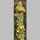 znalezisko 20030801.2.03 - Verbascum thapsus (dziewanna drobnokwiatowa); Wroclaw, pobocze alejki na ogródkach działkowych