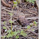 znalezisko 20050513.2.05 - Veronica hederifolia (przetacznik bluszczykowy (s.str.)); Jurata, półwysep Helski