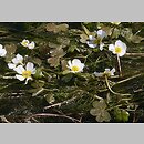 znalezisko 20060615.2.06 - Ranunculus peltatus (jaskier tarczowaty); Wleń, rz. Bóbr